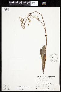 Krigia biflora image