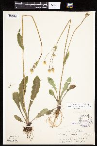 Krigia biflora image