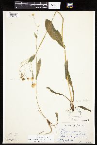 Krigia biflora image