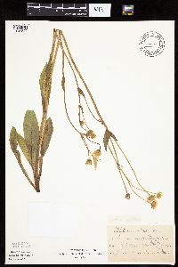 Krigia biflora image