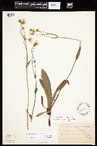 Krigia biflora image