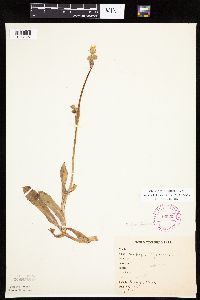 Krigia biflora image
