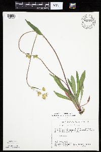 Krigia biflora image