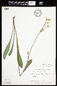 Krigia biflora image