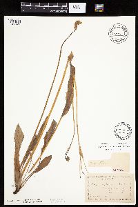 Krigia biflora image