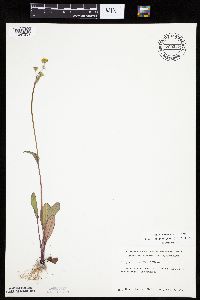 Krigia biflora image