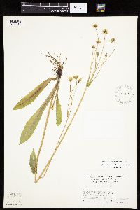 Krigia biflora image