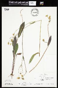 Krigia biflora image