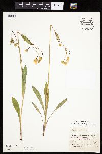 Krigia biflora image