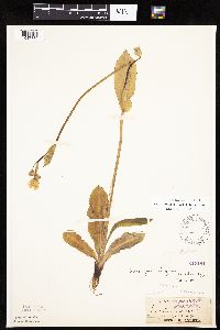 Krigia biflora image