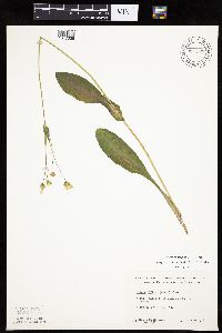 Krigia biflora image