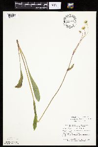 Krigia biflora image