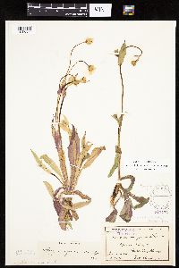 Krigia biflora image