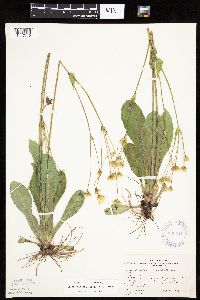 Krigia biflora image