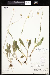 Krigia biflora image