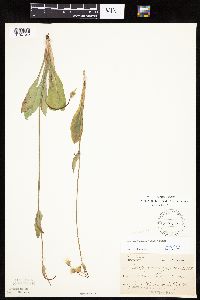 Krigia biflora image