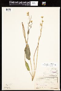 Krigia biflora image