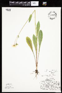 Krigia biflora image