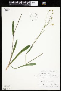 Krigia biflora image