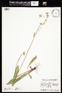 Krigia biflora image