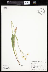 Krigia biflora image