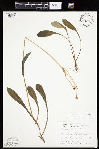Krigia biflora image