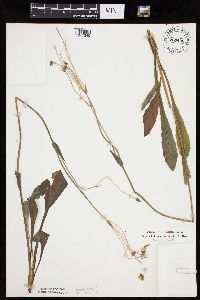 Krigia biflora image
