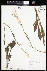 Krigia biflora image