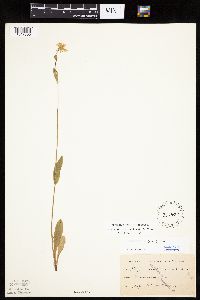 Krigia biflora image