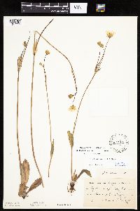 Krigia biflora image