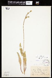 Krigia biflora image