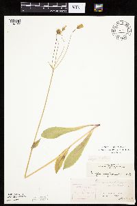 Krigia biflora image
