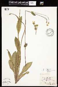 Krigia biflora image