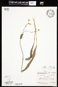 Krigia biflora image