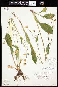 Krigia biflora image