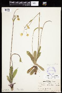 Krigia biflora image