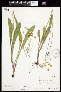 Krigia biflora image