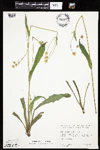 Krigia biflora image