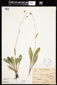 Krigia biflora image