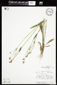 Krigia biflora image