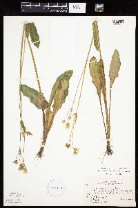 Krigia biflora image