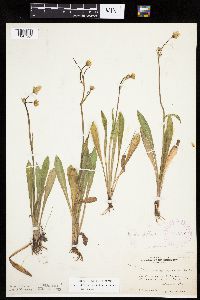 Krigia biflora image