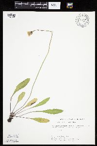 Krigia biflora image