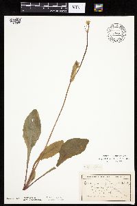 Krigia biflora image
