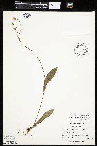 Krigia biflora image