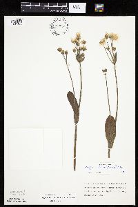 Krigia biflora image