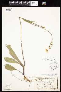 Krigia biflora image