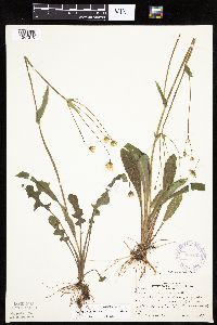 Krigia biflora image