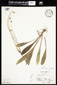 Krigia biflora image