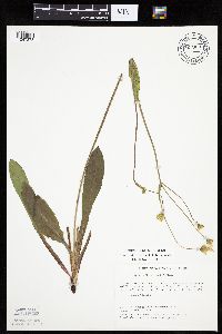 Krigia biflora image